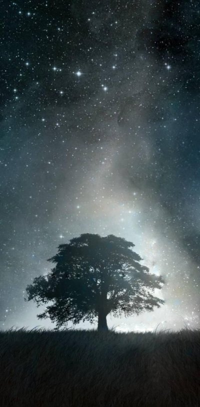 Деревья на фоне ночного неба