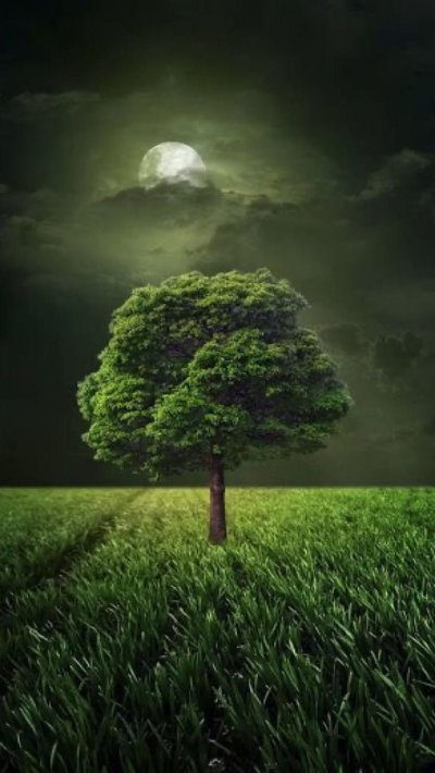 Красивое дерево