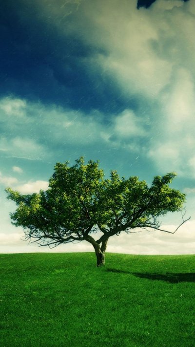 Дерево зеленое