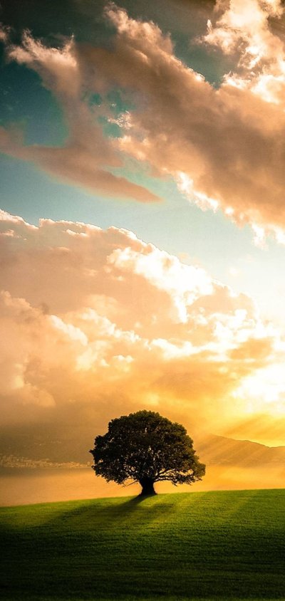 Одинокое дерево