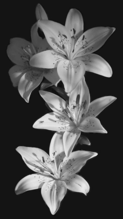 Лилия цветок