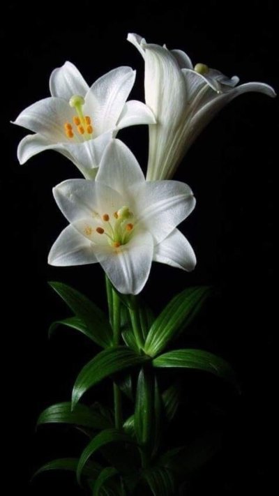 Лилия кустовая белая