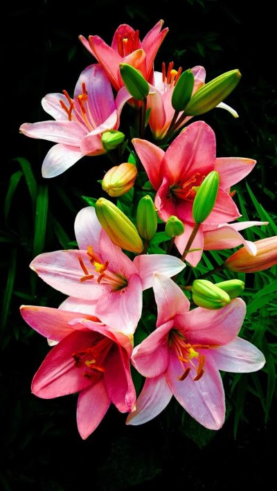 Лилия Марлен красная