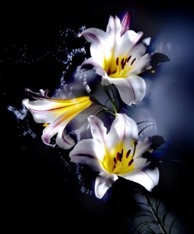 Шикарные лилии