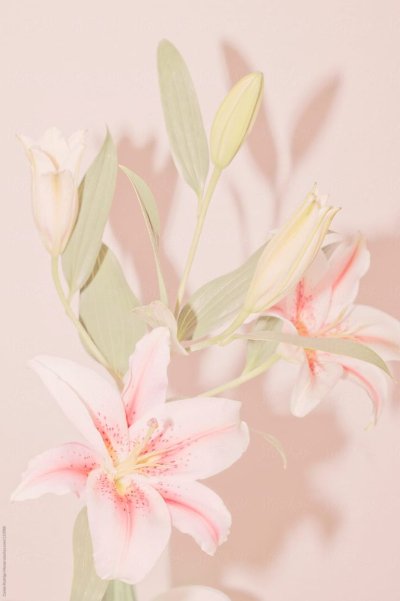 Лилия Пинтерест