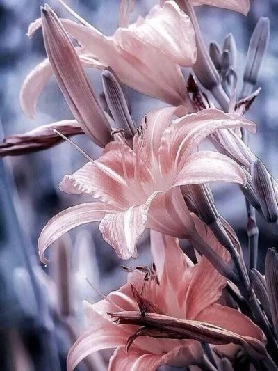 Лилия лилии Белгравия