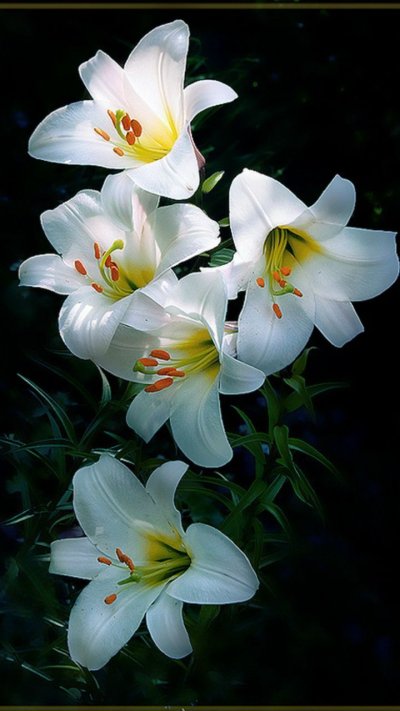 Лилия Гарден Эффеэр