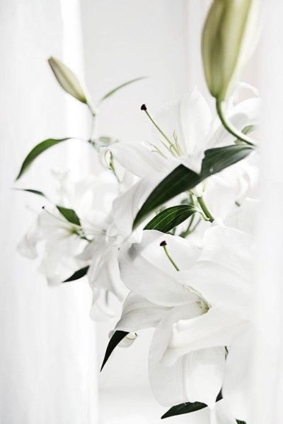 Белые цветы