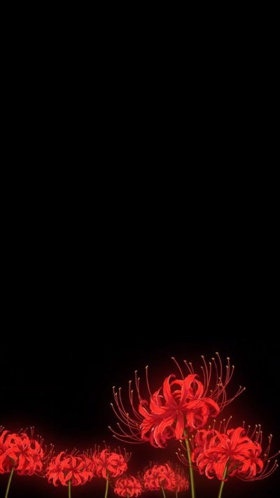 Хиганбана ликорис