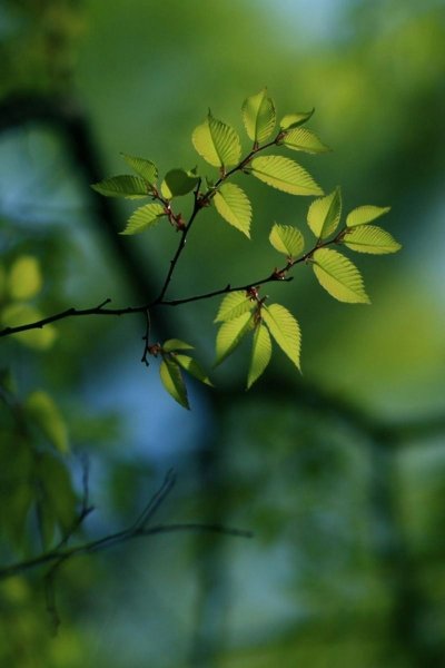 Ветка дерева