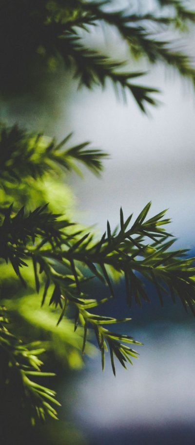 Ветка Еловая