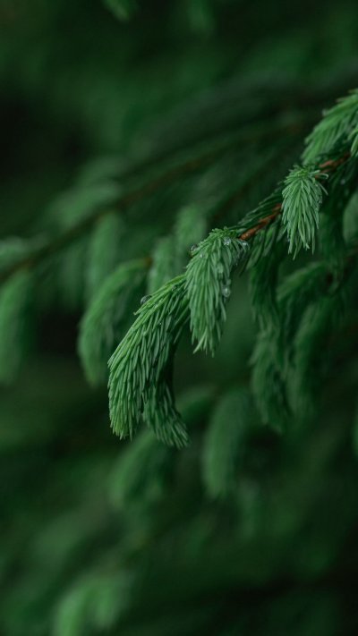 Еловые ветки Эстетика