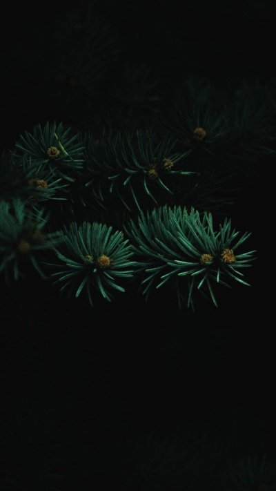 Ель на темном фоне