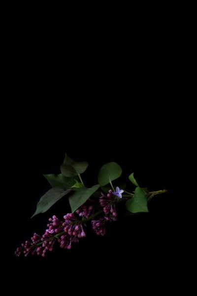 Сирень на черном фоне