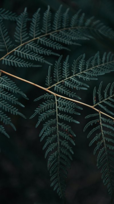 Папоротник Макросъемка