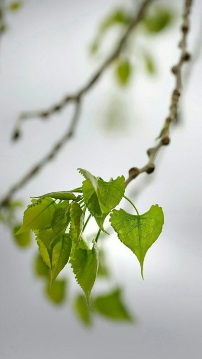 Весенняя веточка