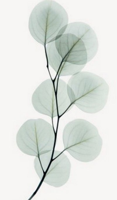 Эвкалипт круглолистный веточка