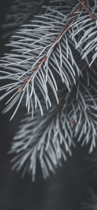 Сосновая ветка