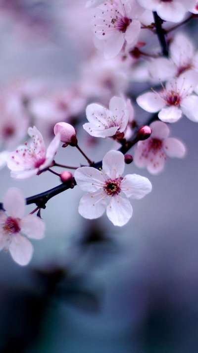 Черри блоссом цветок