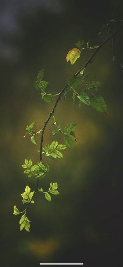 Темно зеленая ветка