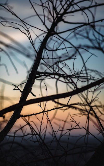 Красивые ветви деревьев