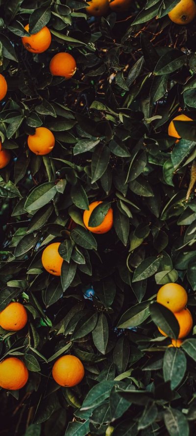 Мандарин дерево