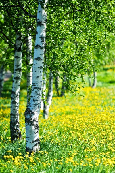 Березовая роща Томск