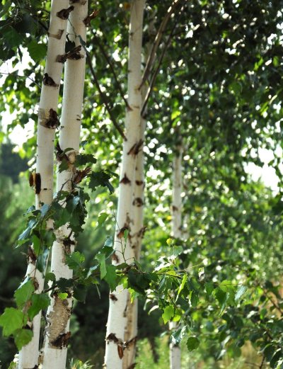 Береза дерево