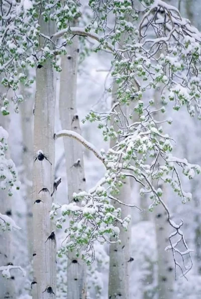 Береза Жакмана