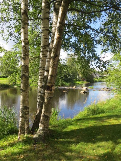 Березовая роща Таруса