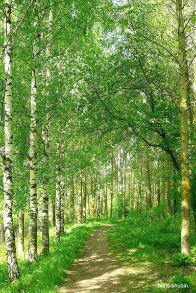 Березовая роща Томск