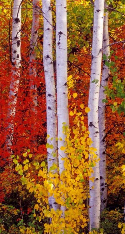 Осенняя береза