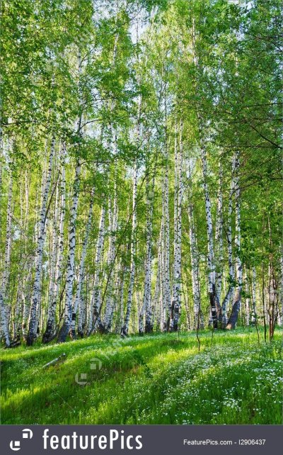 Березовая роща Рязань