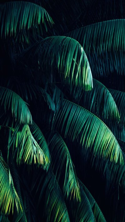 Тропические листья