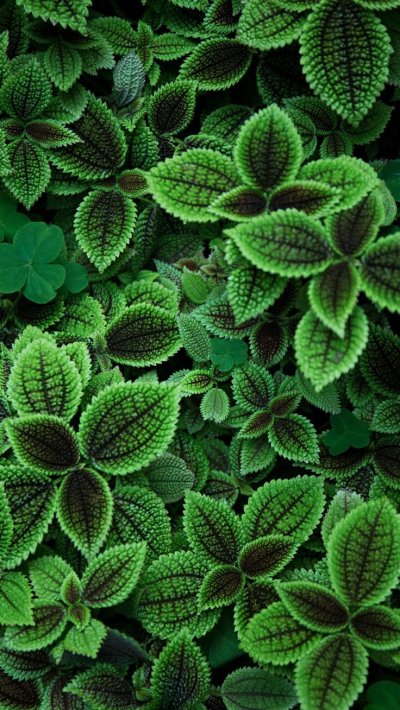 Зелёные растения