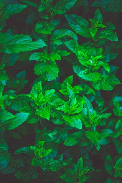 Мята перечная листья