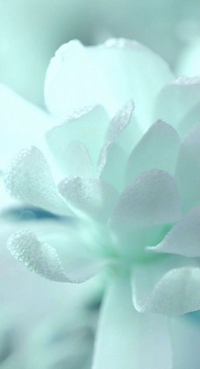 Мятный цвет фон