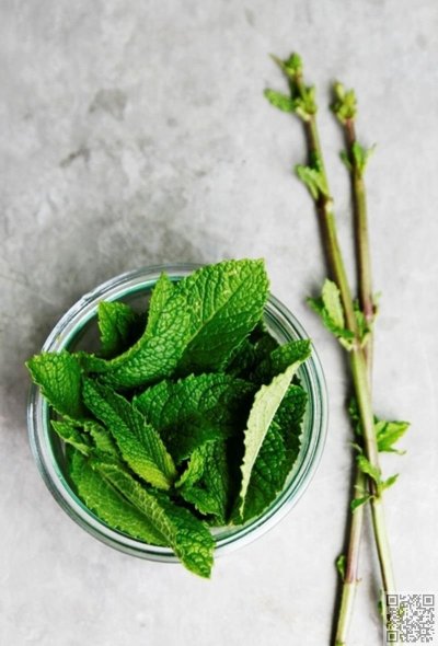 Мята ментоловая листики