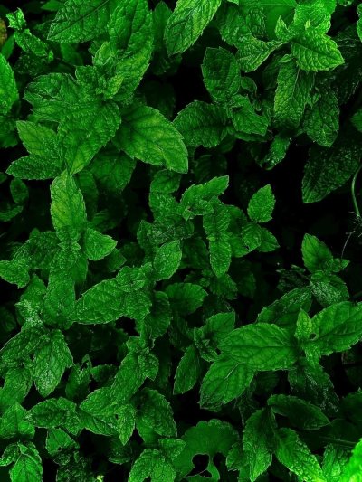 Мята Гарден минт