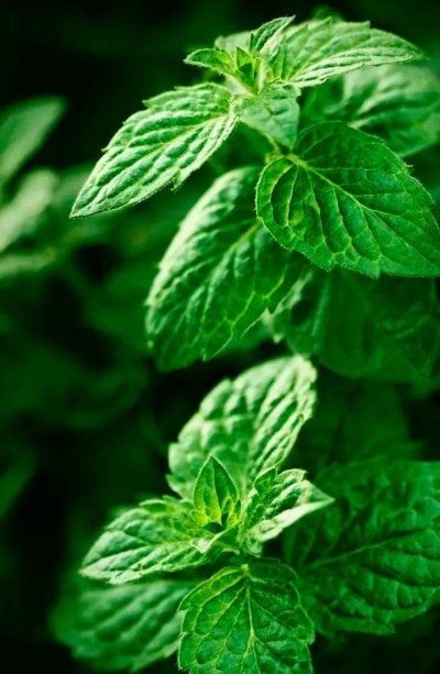 Мята остролистная