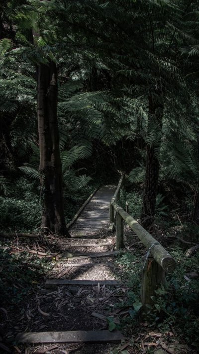 Зачарованный лес игра престолов