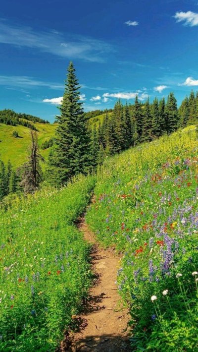 Тропинка в поле