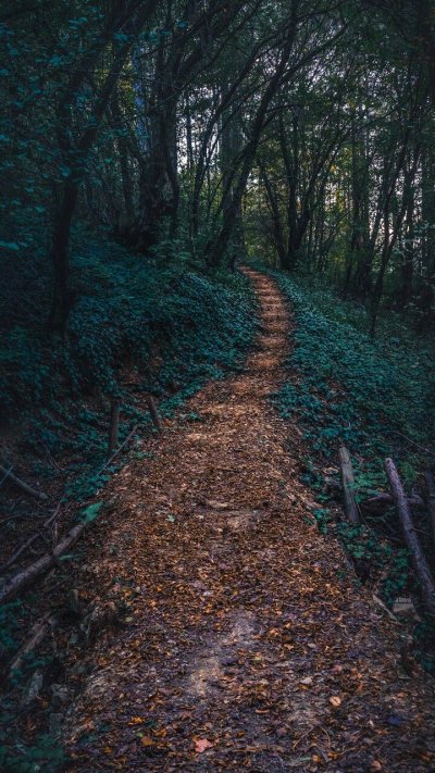 Тропинка в лесу