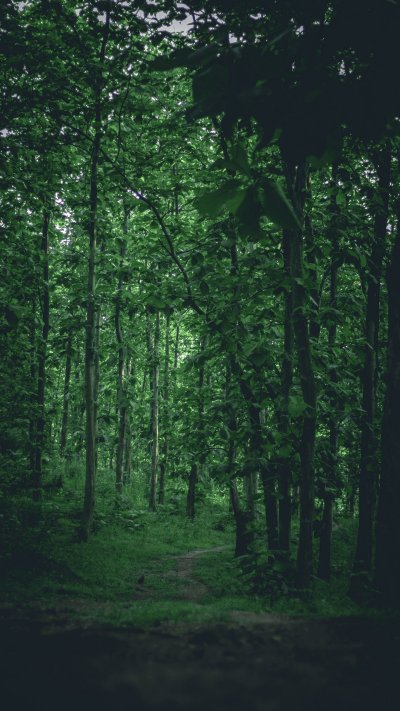 Зеленый лес