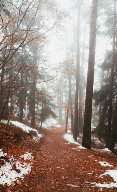 Тропинка в Снежном лесу