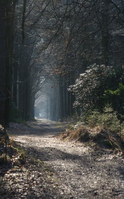Мрачный лес