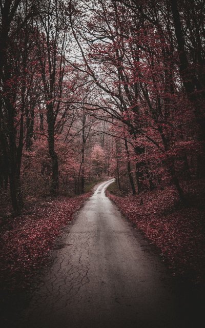 Обои на телефон дерево