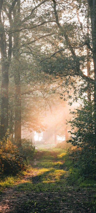 Утро в лесу