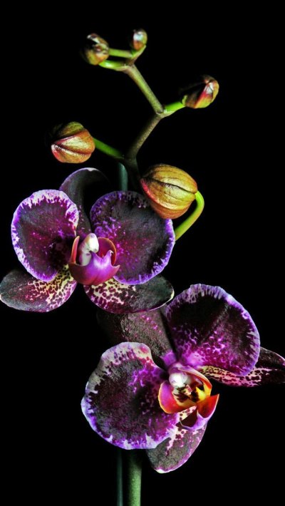Орхидея фаленопсис черная