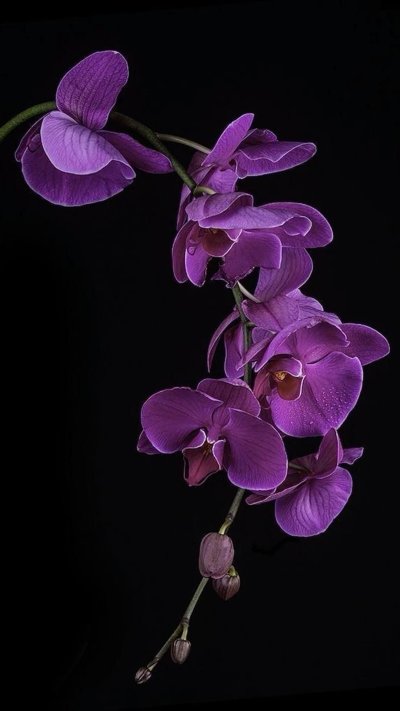 Орхидея Пурпл Рейн